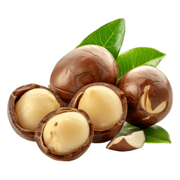 Makademya Fındığı